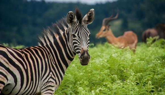 Driving Eswatini’s bioenergy policy to advance climate and development objectives