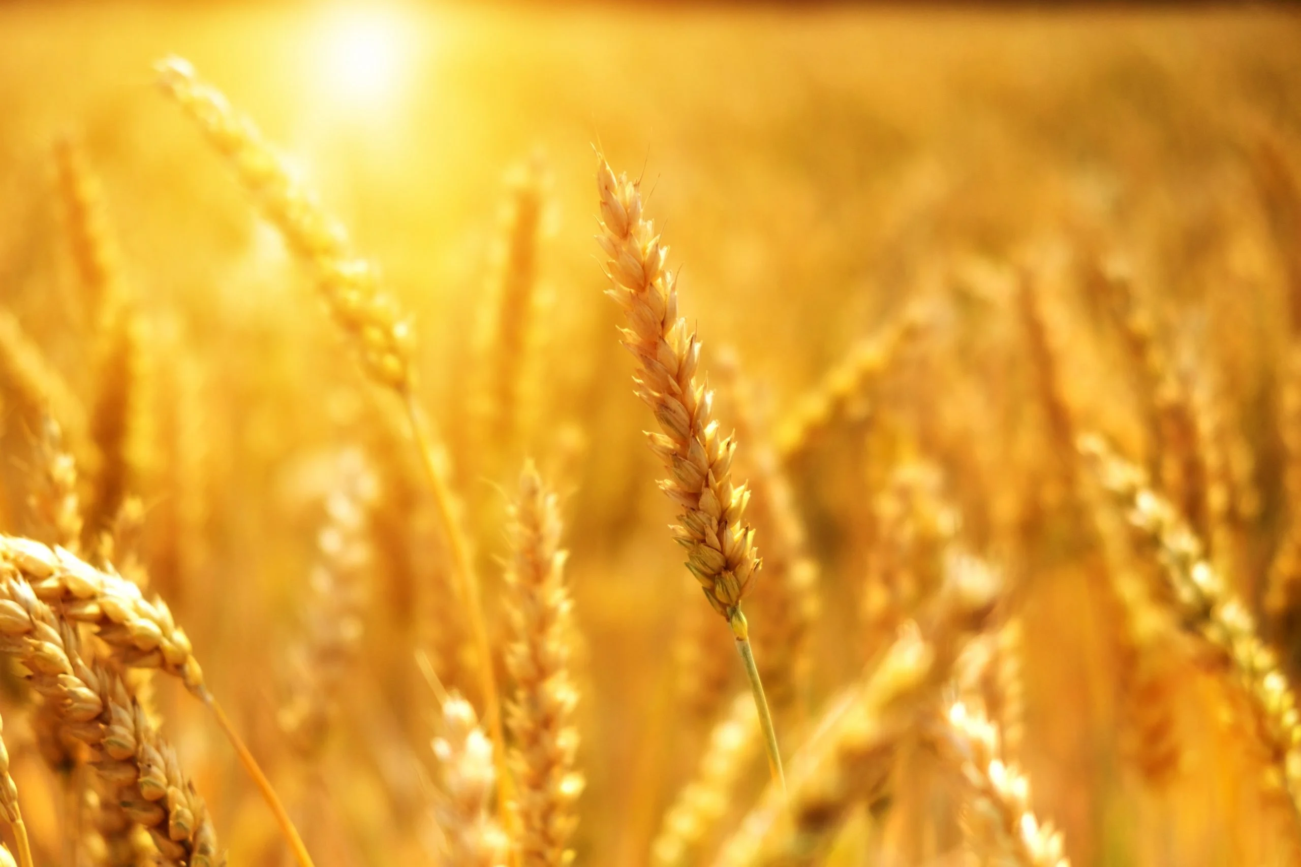 Revised Guidance for assessing the greenhouse gas impacts of agricultu